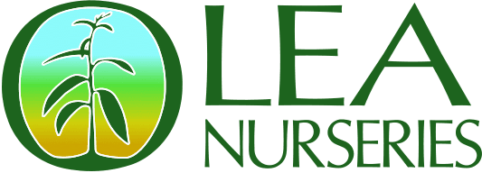 Olea Nurseries